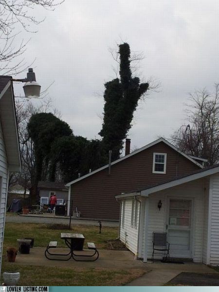 Eff You Too, Tree!