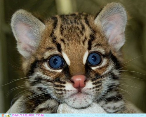 Daily Squee: Hypnotizing 
