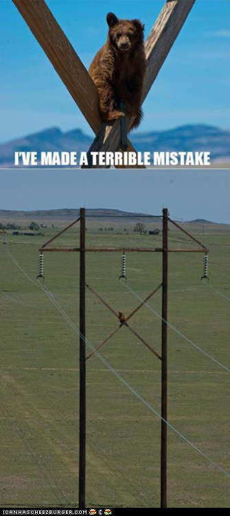 One Might Call It a BEARible Mistake *HIGH FIVE*