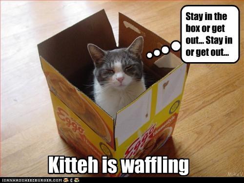 Classic LOLcat