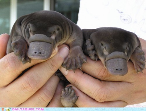 Squee Spree: Pudgy Babies 