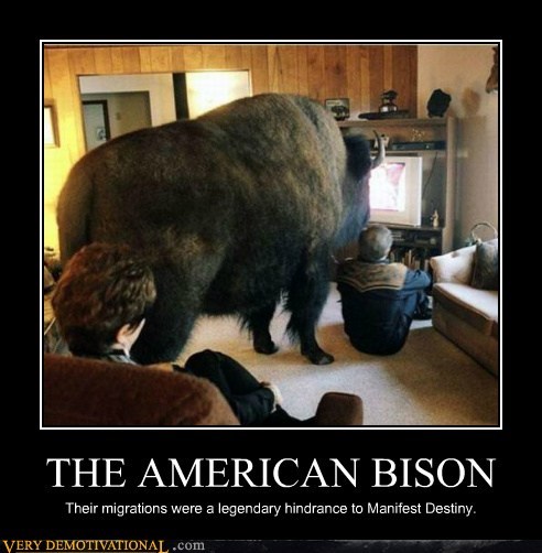 THE AMERICAN BISON