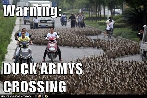 Warning:  DUCK ARMYS CROSSING