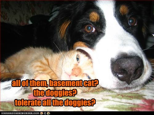 all of them, basement cat? the doggies? tolerate all the doggies?