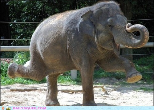 Ballerina Elephant 