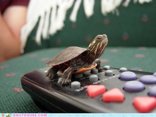 Daily Squee: Turtle Remote 