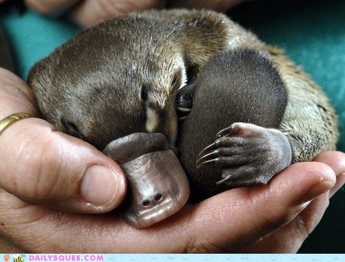 Squee Spree: Nap Time 