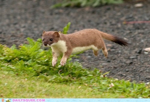Hover Stoat