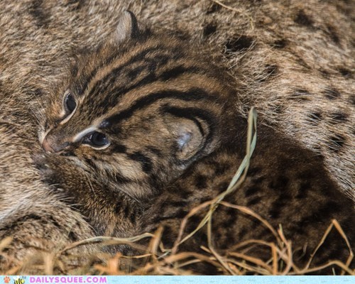 Newborn Fishing Cats
