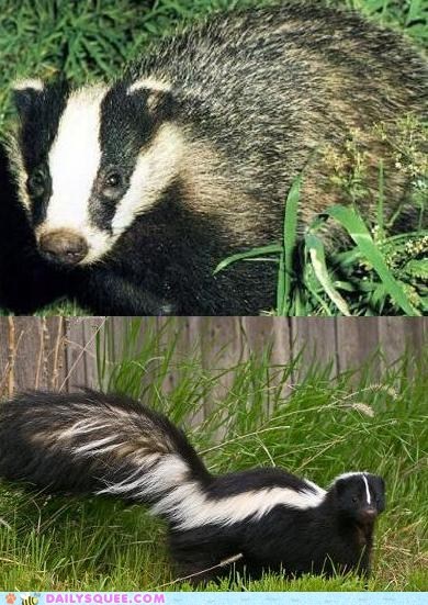 Squee Spree: Badger vs. Skunk