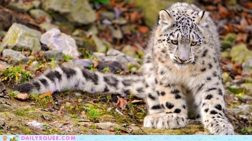 Daily Squee: Snow Leopard