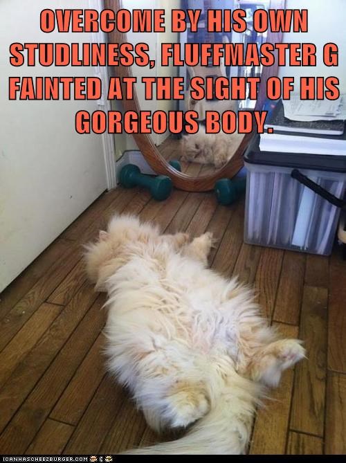 Lolcats: OVERCOME BY HIS OWN STUDLINESS