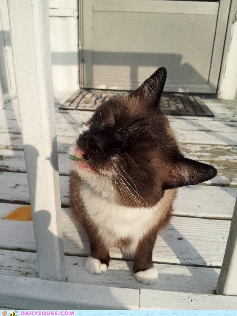 Reader Squee: Nomming The Grass