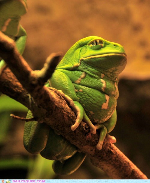 Daily Squee: Supreme Chubby Frog 