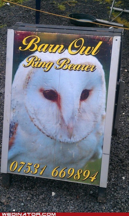 The Right Owl for the Job