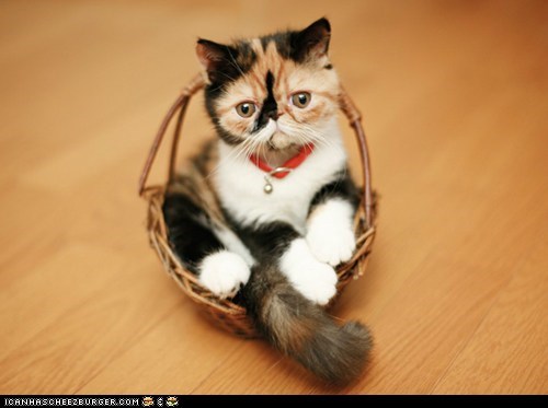 Cyoot Kitteh of teh Day: Basket of Joy