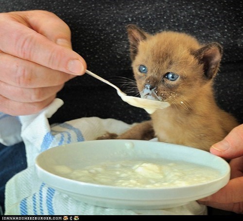 Cyoot Kitteh of teh Day: Slurp du Jour
