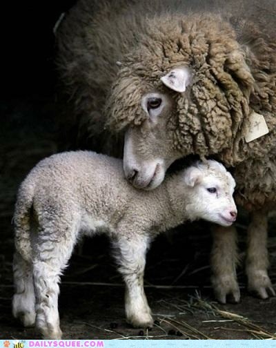 Daily Squee: I Love Ewe 