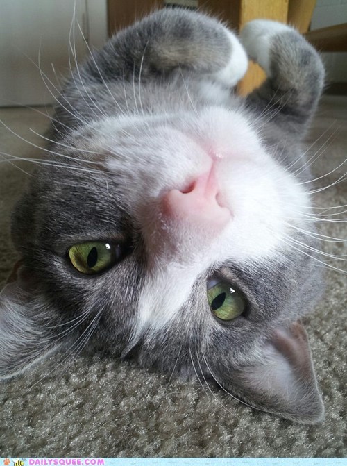 Reader Squee: Mr. Linus