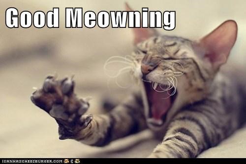 Good Meowning