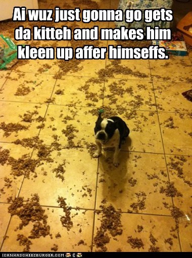 I warned you about that cat!