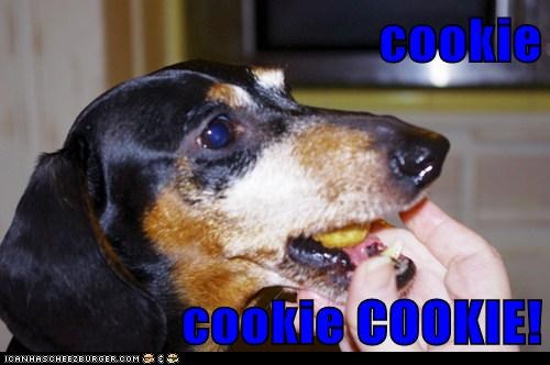 cookie   cookie COOKIE!