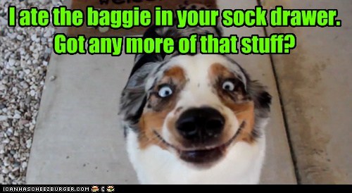 And I thought I was spending a lot on Snausages.