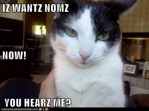 IZ WANTZ NOMZ NOW!  YOU HEARZ ME?