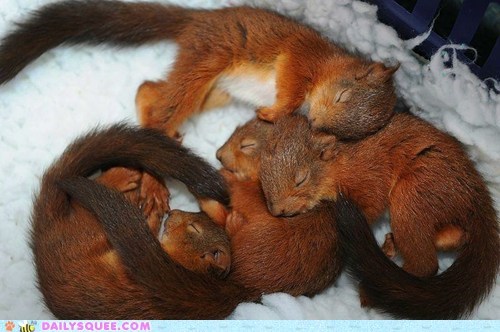 Daily Squee: Snuggle Fest 