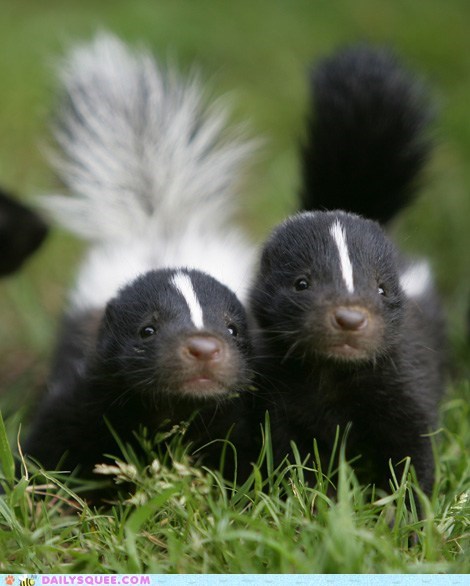 Daily Squee: Squee Spree - Raise Your Tail in Celebration!