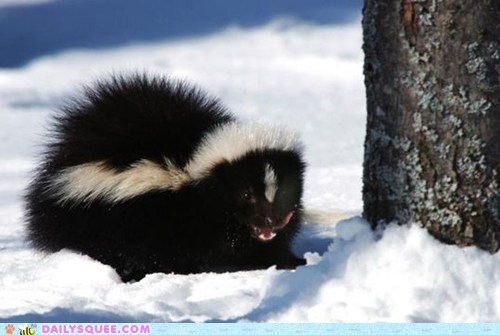 Squee Spree: Snowy Surprise