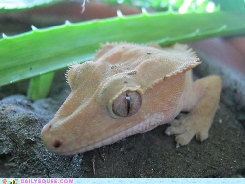 Reader Squee: Crested Gecko