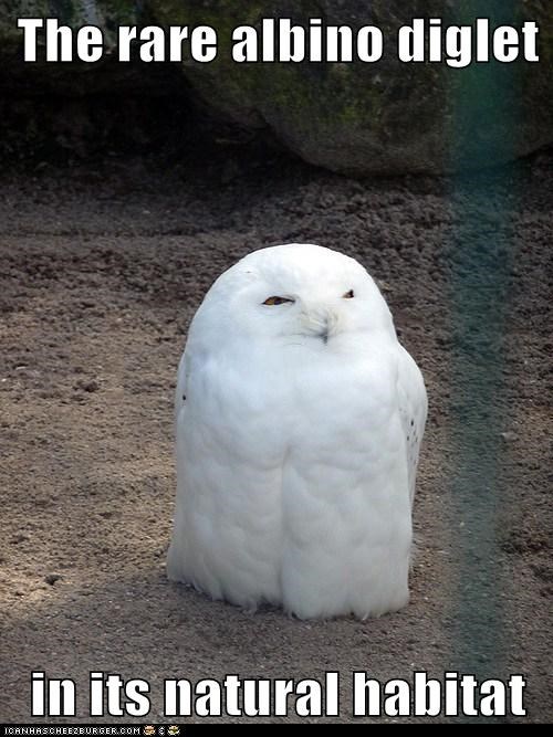 Animal Capshunz: It's About to Evolve!