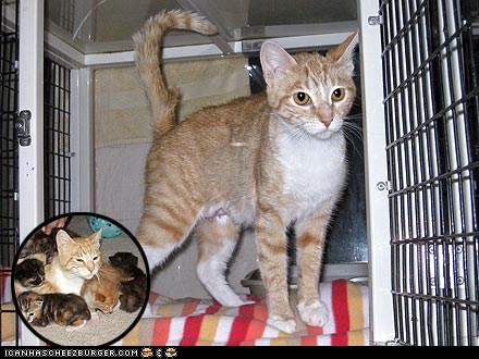 Around the Interwebs: Injured Cat Faithfully Watches Over Kittens