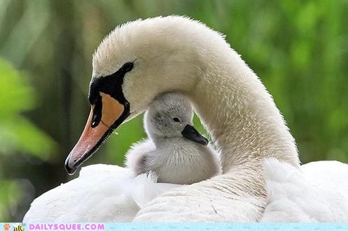 Mama & Baby Swan 