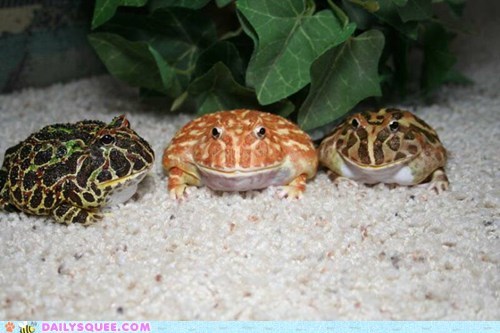 Reader Squee: Like Three Peas in a Pod