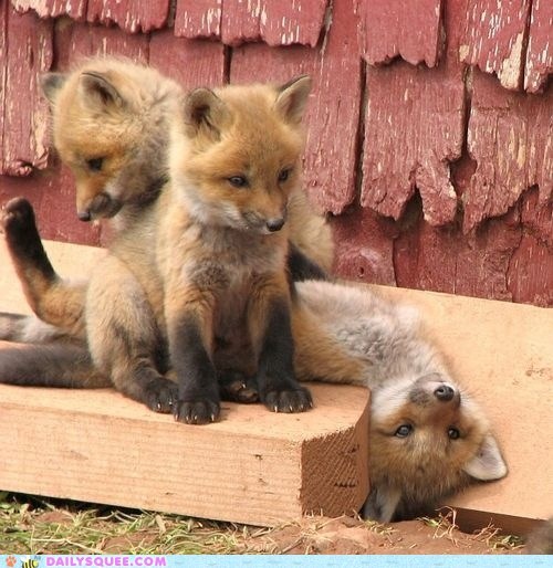 Daily Squee: Foxy Trio 