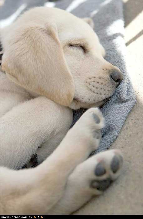 Cyoot Puppy ob teh Day: All Curled Up 