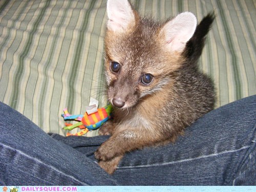 Daily Squee: Reader Squee - Deviously Adorable 