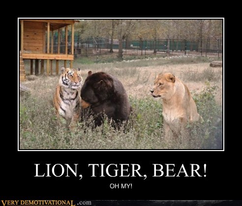 LION, TIGER, BEAR!
