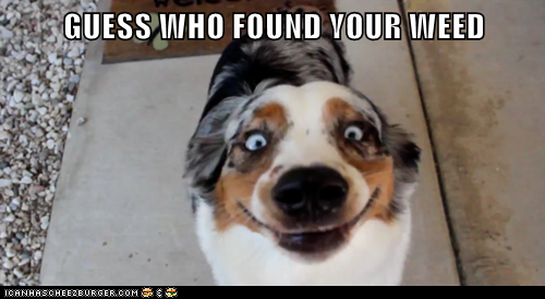 GUESS WHO FOUND YOUR WEED