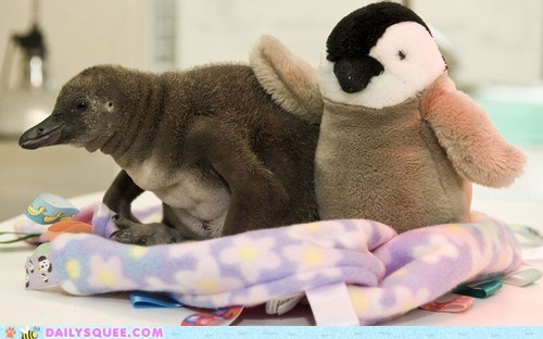 Cuddle Buddy 