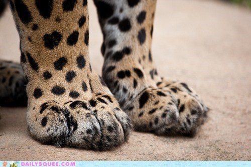 Big Cat Toe Beans 