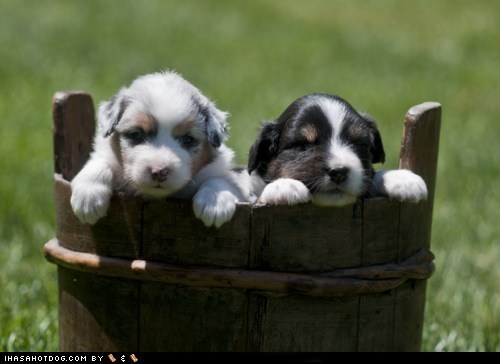 Cyoot Puppy ob teh Day: Bucket of Puppies!