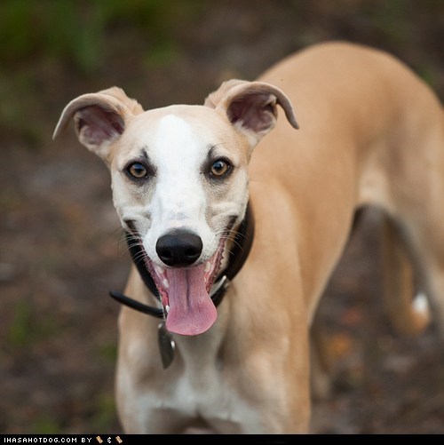 Goggie ob teh Week FACE OFF: Whippet 