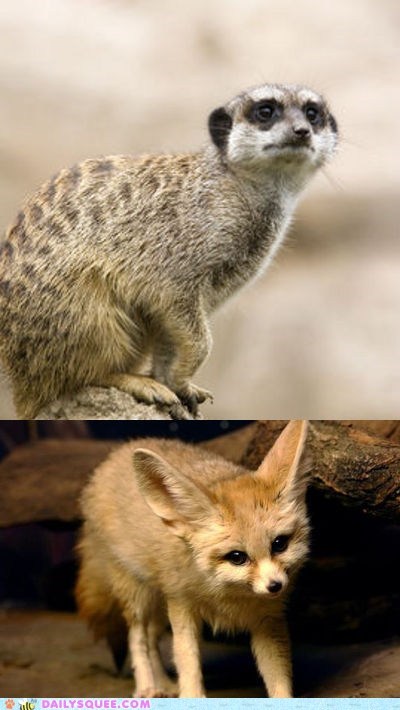 Squee Spree: Meerkat vs. Fennec Fox 