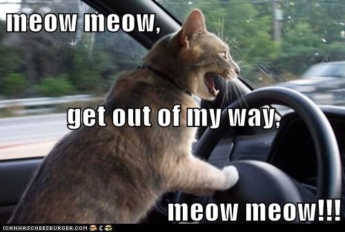 meow meow, get out of my way, meow meow!!!