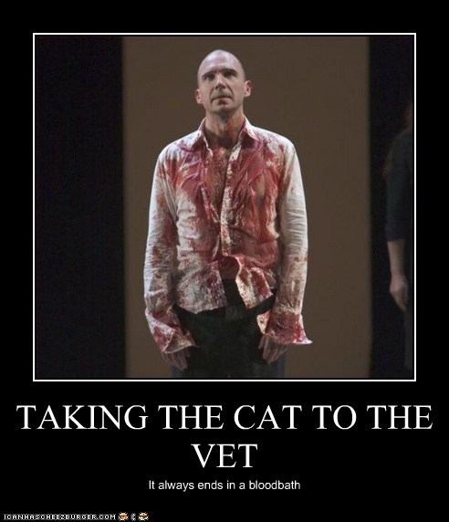 TAKING THE CAT TO THE VET