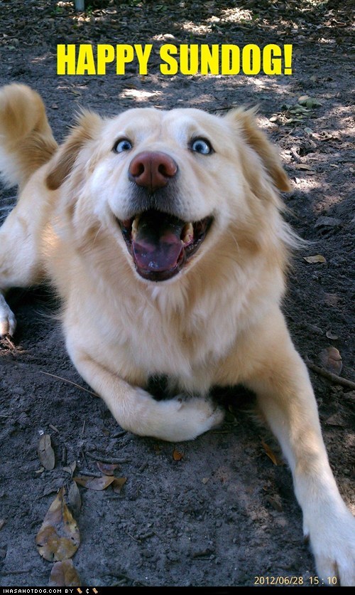 Happy Sundog! 
