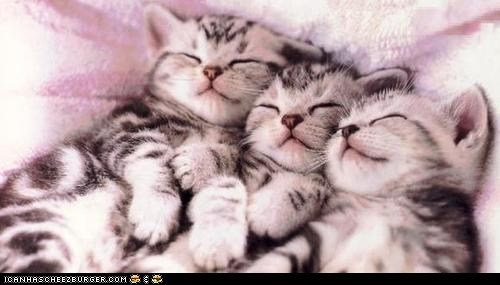 Cyoot Kittehs of teh Day: Three in a Row
